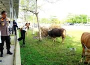 Pemkab Murung Raya Salurkan Puluhan Ekor Sapi Untuk Hari Raya Idul Adha