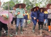 Murung Raya Gelar Penanaman Jagung Serentak Dukung  Ketahanan Pangan Nasional