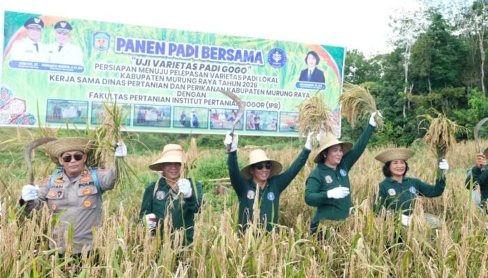 Distanik Mura Awasi Uji Varietas Padi Gogo di Tiga Kecamatan